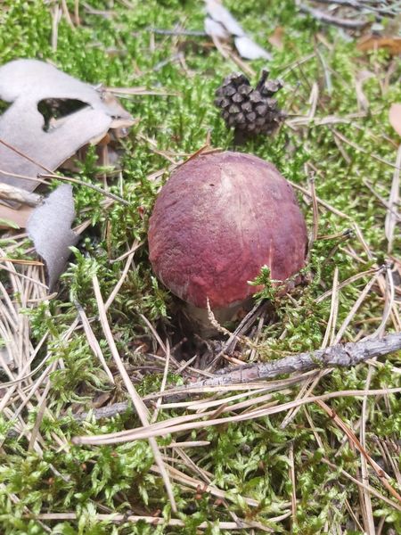 Фото «Вывозят вёдрами»: новосибирцы хвастаются богатым урожаем грибов 7